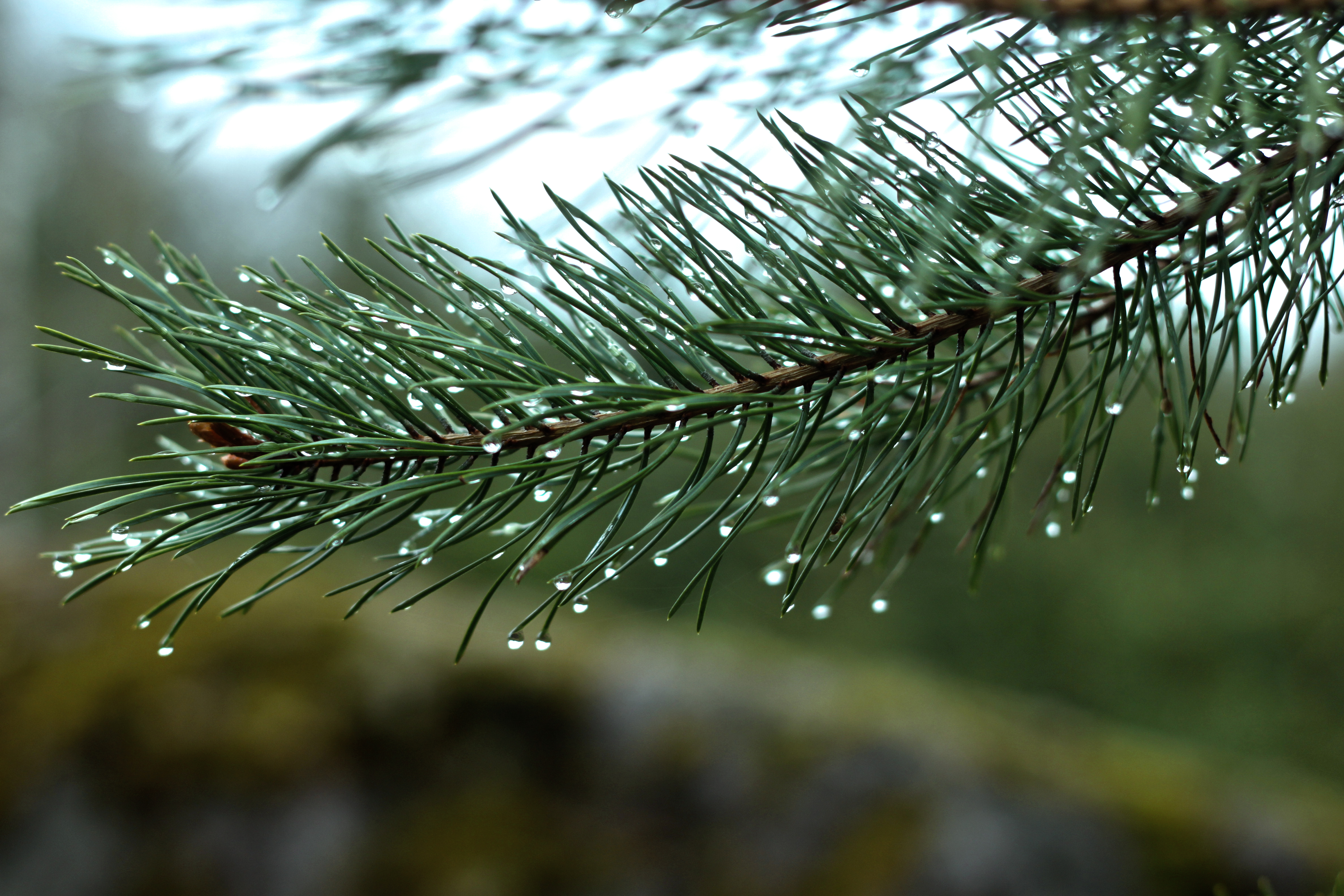 5403475-tree-branch-and-raindrops.jpg